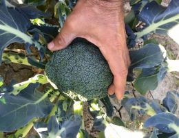 Immagine 1 di ORTAGGI BIODINAMICI DI QUALITA' ASSOLUTA