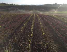 Immagine 2 di ORTAGGI BIODINAMICI DI QUALITA' ASSOLUTA