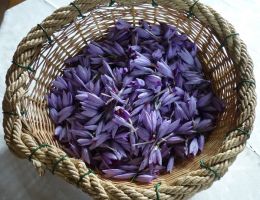 Immagine 1 di ZAFFERANO DI CASCIA