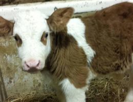 Immagine 5 di MOZZARELLA FIOR DI LATTE