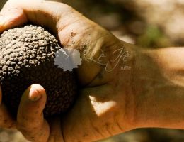 Immagine 1 di RARITA' AL TARTUFO