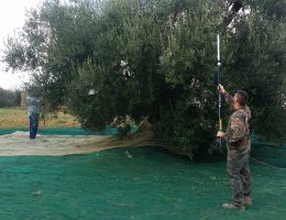 Immagine 2 di OLIO EXTRAVERGINE DI OLIVA D.O.P. UMBRIA DI CATEGORIA SUPERIORE