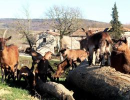 Immagine 5 di FIOR BLU LATTE CRUDO DI CAPRA