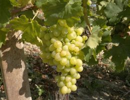 Immagine 2 di FALERIO PECORINO D.O.P. AMOS