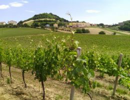 Immagine 3 di FALERIO PECORINO D.O.P. AMOS