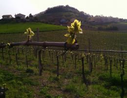 Immagine 4 di FALERIO PECORINO D.O.P. AMOS