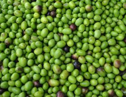 Immagine 2 di OLIO EXTRAVERGINE DI OLIVA CULTIVAR CORONCINA QUALITA' SUPERIORE