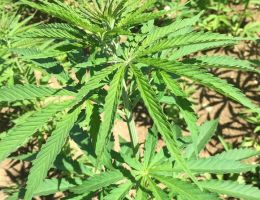 Immagine 5 di OLIO DI SEMI DI CANAPA