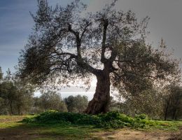 Immagine 2 di OLIO EXTRAVERGINE DI OLIVA BLEND DI CATEGORIA SUPERIORE GOCCIA UMBRA