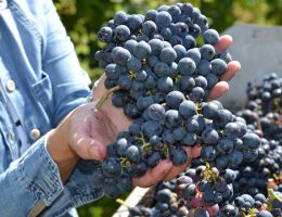 Immagine 2 di VILLAMAGNA D.O.C. RISERVA I DUE ARCHI