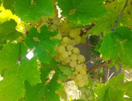 Immagine 4 di OFFIDA PECORINO D.O.C.G. LINEA TOP CERI'