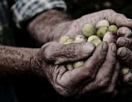 Immagine 2 di OLIO EXTRA VERGINE DI OLIVA D.O.P. COLLI DEL TRASIMENO  OLIO DEL DUCA DI QUALITA' SUPERIORE