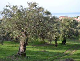 Immagine 4 di OLIO EXTRA VERGINE DI OLIVA D.O.P. COLLI DEL TRASIMENO  OLIO DEL DUCA DI QUALITA' SUPERIORE