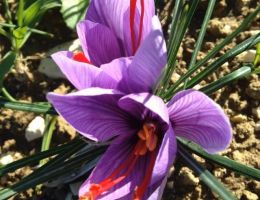 Immagine 1 di ZAFFERANO DI MONTAGNA DELL'AQUILA D.O.P.