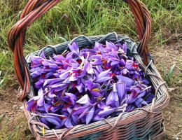 Immagine 2 di ZAFFERANO DI MONTAGNA DELL'AQUILA D.O.P.