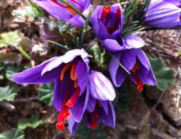 Immagine 3 di ZAFFERANO DI MONTAGNA DELL'AQUILA D.O.P.