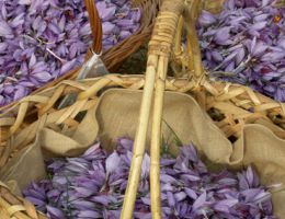 Immagine 4 di ZAFFERANO DI MONTAGNA DELL'AQUILA D.O.P.