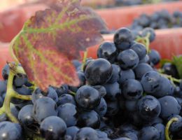 Immagine 2 di MARCHE SANGIOVESE I.G.T. ATTO I