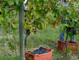 Immagine 3 di MARCHE SANGIOVESE I.G.T. ATTO I