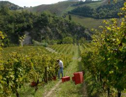 Immagine 4 di MARCHE SANGIOVESE I.G.T. ATTO I