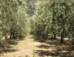 Immagine 4 di OLIO EXTRAVERGINE DI OLIVA D.O.P. UMBRIA COLLI ASSISI-SPOLETO DI QUALITA' SUPERIORE