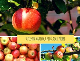 Immagine 1 di Mele di Amatrice