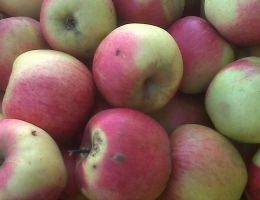 Immagine 2 di Mele di Amatrice