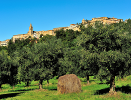 Immagine 3 di OLIO EXTRAVERGINE DI OLIVA BLEND DI CATEGORIA SUPERIORE  IL 5 CULTIVAR MARCHIGIANO
