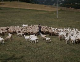 Immagine 2 di Formaggio di Capra Erborinato
