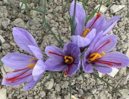 Immagine 2 di ZAFFERANO DI CASCIA