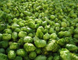 Immagine 2 di LA DULCAMARA STILE RED IPA