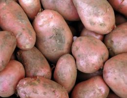 Immagine 1 di PATATA ROSSA DI COLFIORITO