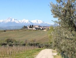 Immagine 4 di MONTEPULCIANO D'ABRUZZO COLLINE TERAMANE RISERVA D.O.C.G. ZANNA