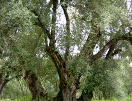 Immagine 2 di OLIO EXTRA VERGINE DI OLIVA QUALITA' SUPERIORE