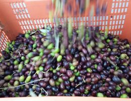 Immagine 3 di OLIO EXTRAVERGINE DI OLIVA BIOLOGICO BLEND DI QUALITA' SUPERIORE