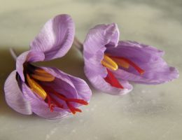 Immagine 1 di Zafferano Colline Fiorentine