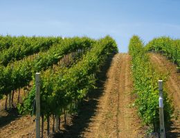 Immagine 2 di TINTILIA MOLISE D.O.C. TERRESACRE