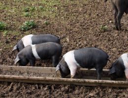 Immagine 3 di PROSCIUTTO CRUDO DI SUINO NERO CINGHIATO NORCIA IL CASALE DE LI TAPPI