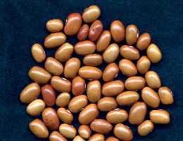 Immagine 1 di FAGIOLO DI AMATRICE FATTORIA SANTARELLI