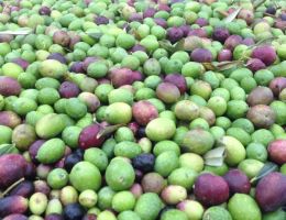 Immagine 2 di OLIO EXTRAVERGINE DI OLIVA BLEND CATEGORIA SUPERIORE CUORE VERDE