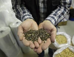 Immagine 3 di BIRRA CHIARA STILE PILS LA FANFARONA