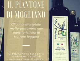 Immagine 1 di OLIO EXTRAVERGINE DI OLIVA CULTIVAR IL PIANTONE DI MOGLIANO DI QUALITA' SUPERIORE
