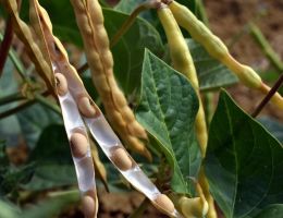 Immagine 2 di FAGIOLINA DEL TRASIMENO BIOLOGICA