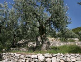 Immagine 4 di OLIO EXTRAVERGINE DI OLIVA D.O.P. UMBRIA COLLI ASSISI SPOLETO IL PORETINO CASTELLO DI PORETA