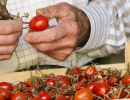 Immagine 2 di CONSERVE DEL POMODORINO DEL PIENNOLO DEL VESUVIO D.O.P.