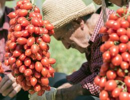Immagine 1 di CONSERVE DEL POMODORINO DEL PIENNOLO DEL VESUVIO D.O.P.