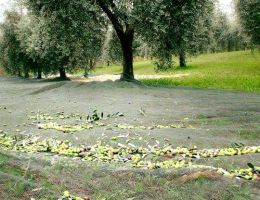 Immagine 4 di OLIO EXTRAVERGINE DI OLIVA BLEND DI QUALITA' SUPERIORE FRANTOIO PALMADORI