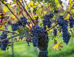 Immagine 2 di COLLI EUGANEI ROSSO D.O.C. 24 MESI BIO VEGANO