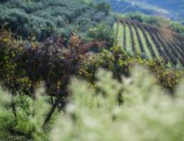 Immagine 3 di COLLI EUGANEI ROSSO D.O.C. 24 MESI BIO VEGANO