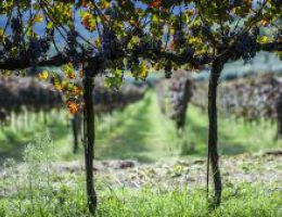 Immagine 4 di COLLI EUGANEI ROSSO D.O.C. 24 MESI BIO VEGANO